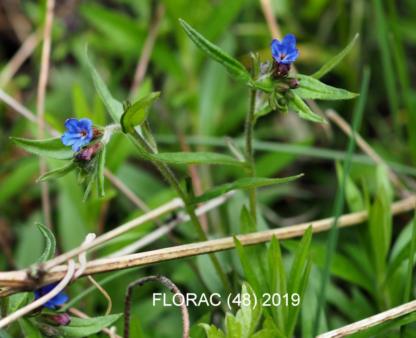 Gromwell, Blue plant